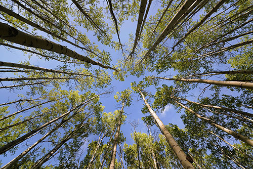 Tree Tops