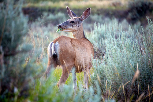 Yellowstone