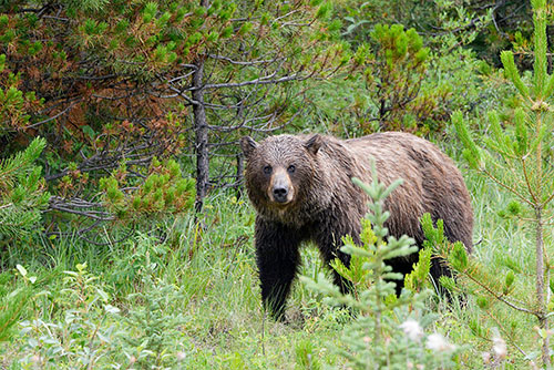Grizzly Bear