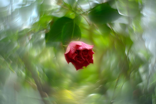 Swirly Bokeh