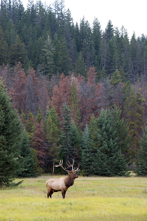 Wildlife